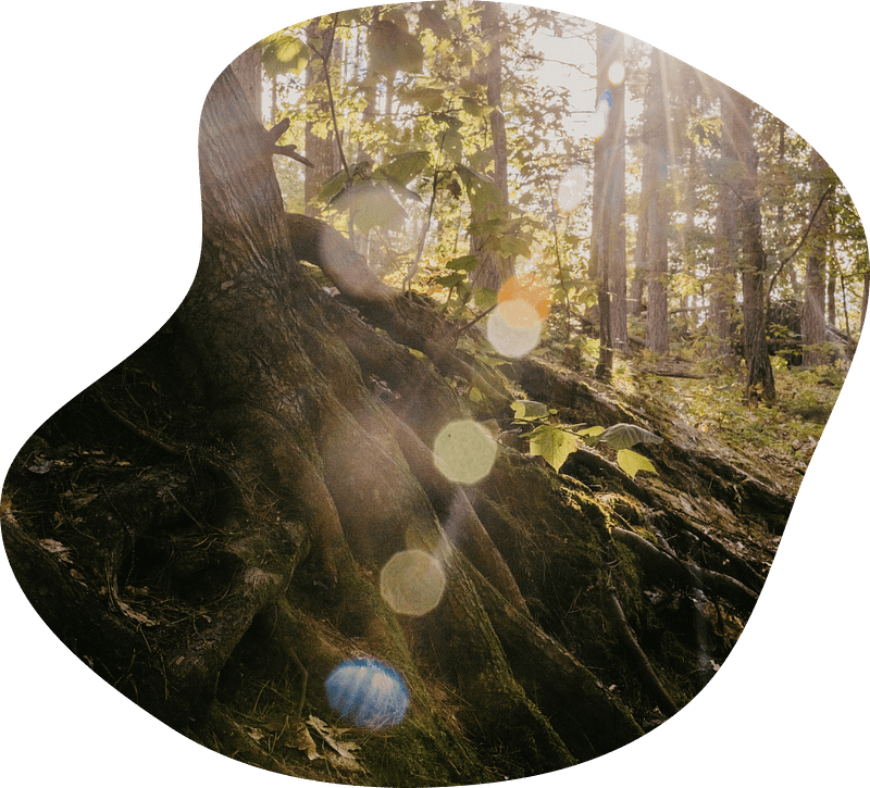 A close-up image of a tree base and roots with a sunsplash across the image.