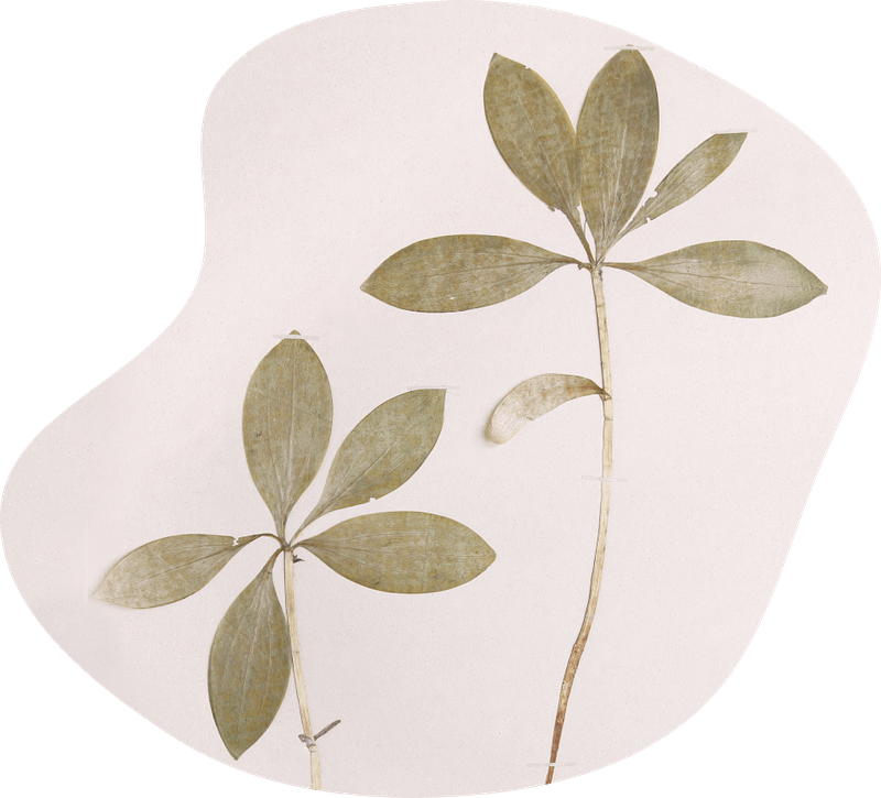 Vintage botanical illustration of plant with wide green leaves.