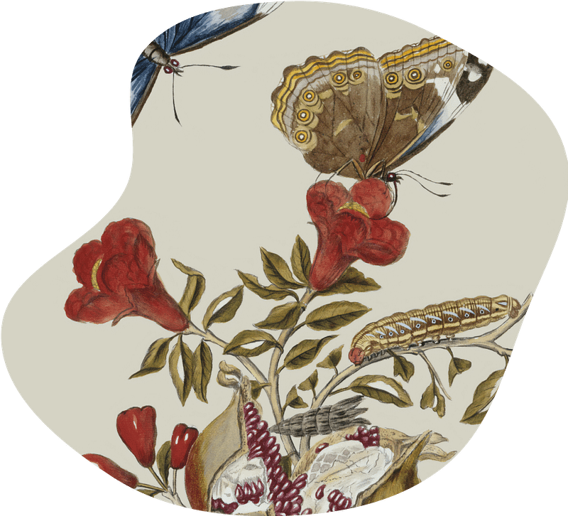 Vintage botanical illustration with butterflies perching on red flowers.